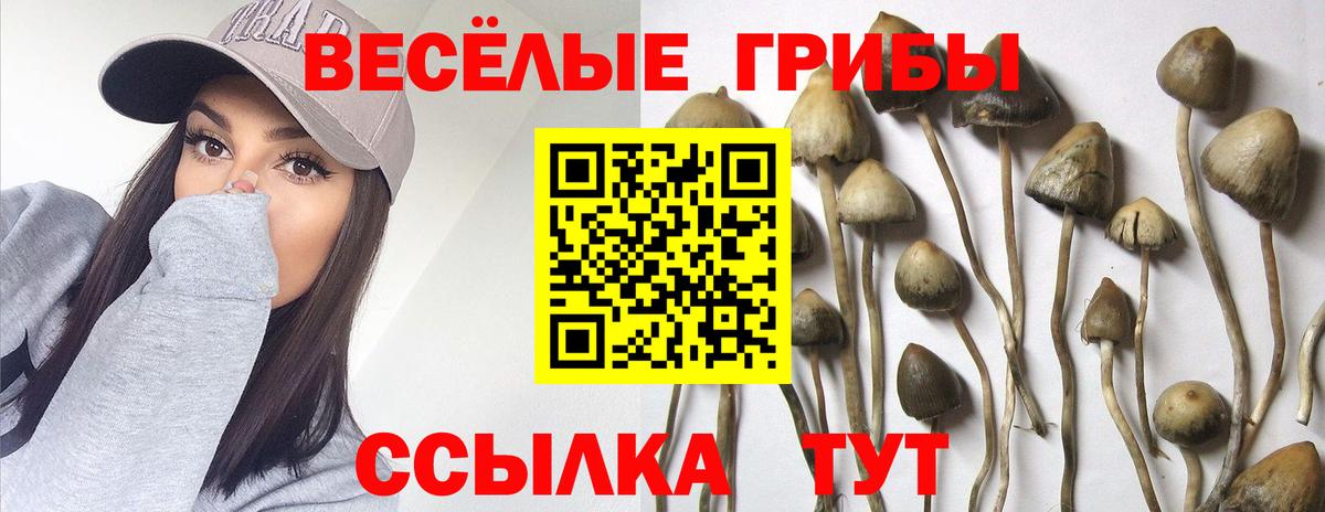 Сочи  Галлюциногенные грибы Psilocybine cubensis  Вход с VPN 